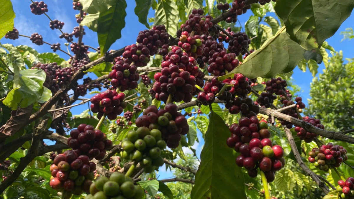 Cà phê Robusta, sản phẩm mang chỉ dẫn địa lý “Buôn Ma Thuột” phải tuân thủ các quy định về trồng, chăm sóc, thu hoạch cà phê mang chỉ dẫn địa lý “Buôn Ma Thuột".