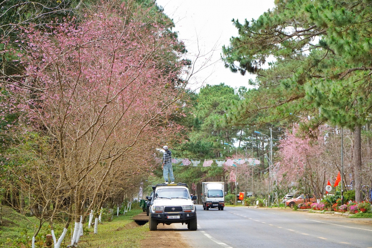 
Bơkào mai añ đào Măng Đen (Kon Tum) gơ lì niam ngan gơ hòi gơ jà năc lòt nhơl