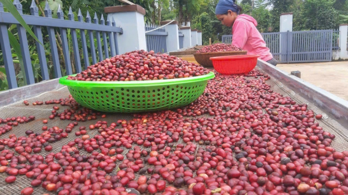 Êđê Café của Y Pôt Niê giúp bà con buôn Kla dần quen với thu hái cà phê chín hoàn toàn