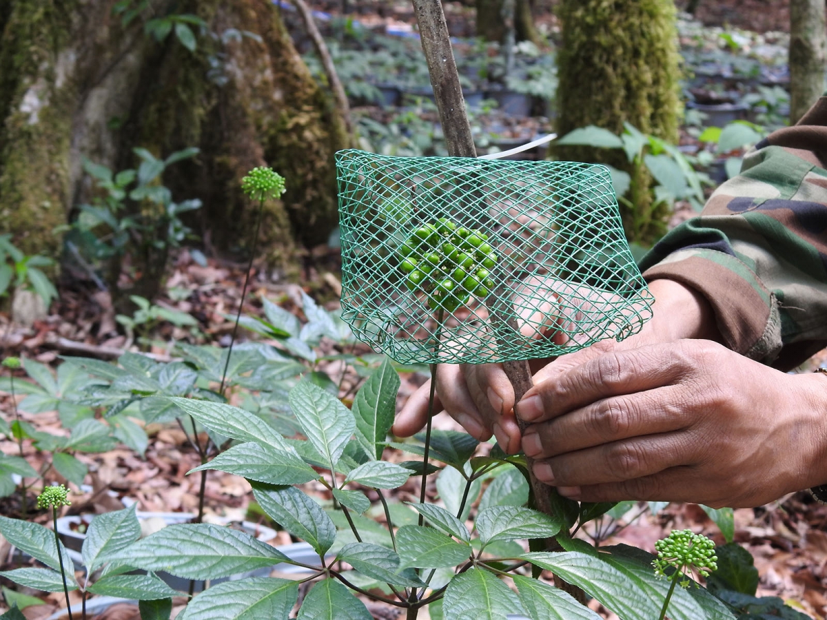 Phun sâm Ngok Linh djru kơ lu sang anŏ tơhan hơđăp ngă pơdrong