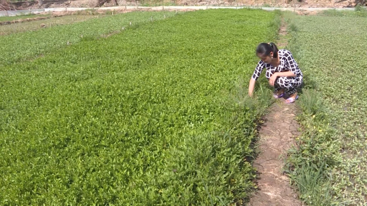 Njam patam di sang sa-ai saai Phạm Hồng Mơ 