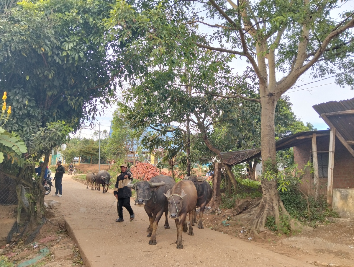 Kuăn pơlê a cheăm Đăk Trăm, tơring Đăk Tô pơhlêh troăng tơmiât túa pêi