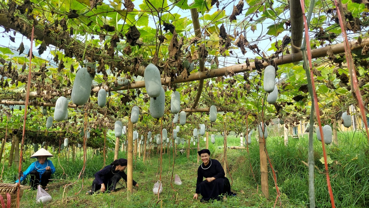 Những sản phẩm nông nghiệp đang là thế mạnh giúp nông dân Bắc Kạn thoát nghèo.
Ảnh: Công Luận/VOV Đông Bắc