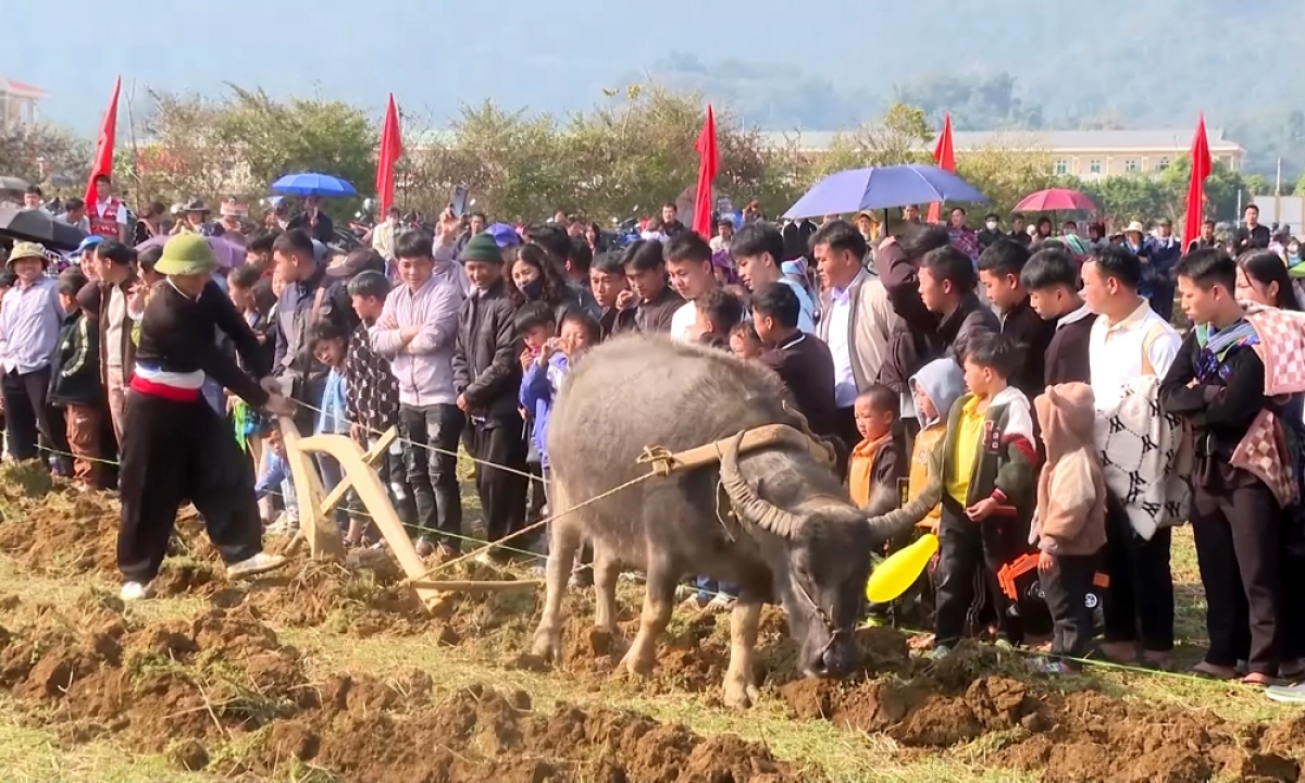 Việc trổ tài của các chủ trâu tạo ra sự háo hức, tò mò cho người dân và du khách