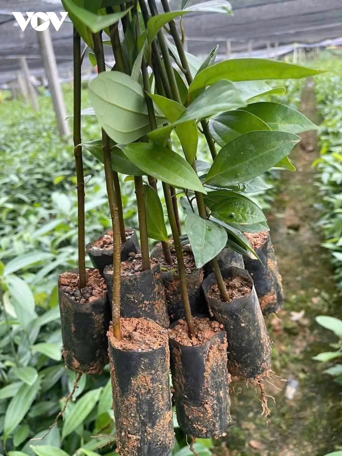 Những cây quế giống được xếp ngay ngắn, sẵn sàng cho vụ trồng mới sau những ngày nghỉ Tết.