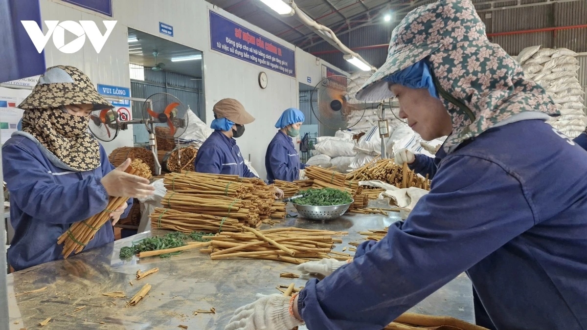 Hàng vạn lao động địa phương được tạo việc làm từ việc sản xuất, chế biến quế