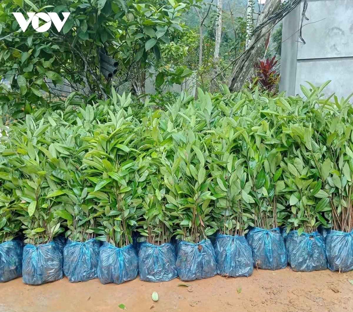 Cây quế đã giúp nhiều hộ dân ở huyện Văn Yên nói riêng, Yên Bái nói chung có cuộc sống khấm khá