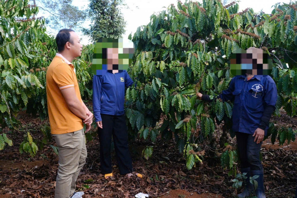 Người lao động tại các công ty cà phê mong muốn doanh nghiệp điều chỉnh mức thu
để quyền lợi của họ được đảm bảo.
Ảnh: Nguyễn Thảo/VOV Tây Nguyên