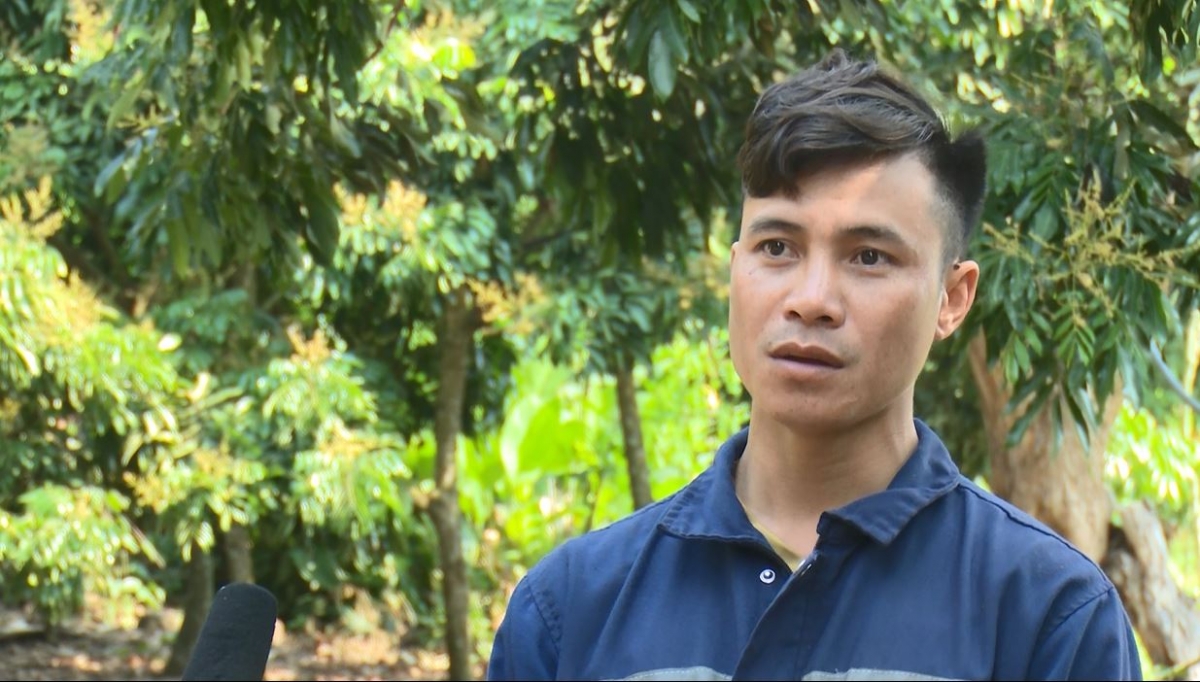 Anh Lò Văn Châm là thành viên HTX nông nghiệp Hoa Mười cho biết, nhãn chín sớm đòi hỏi yêu cầu kỹ thuật cao hơn so với nhãn địa phương, nhưng cho năng suất, chất lượng và giá trị cao hơn