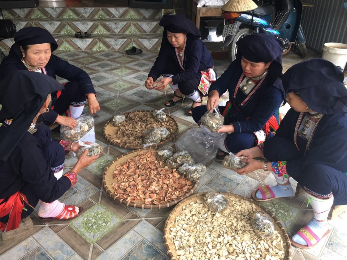Bà con người Dao quần chẹt truyền cho nhau những bí quyết về nghề bốc thuốc nam, góp phần gìn giữ nét đẹp văn hóa lâu đời của dân tộc.