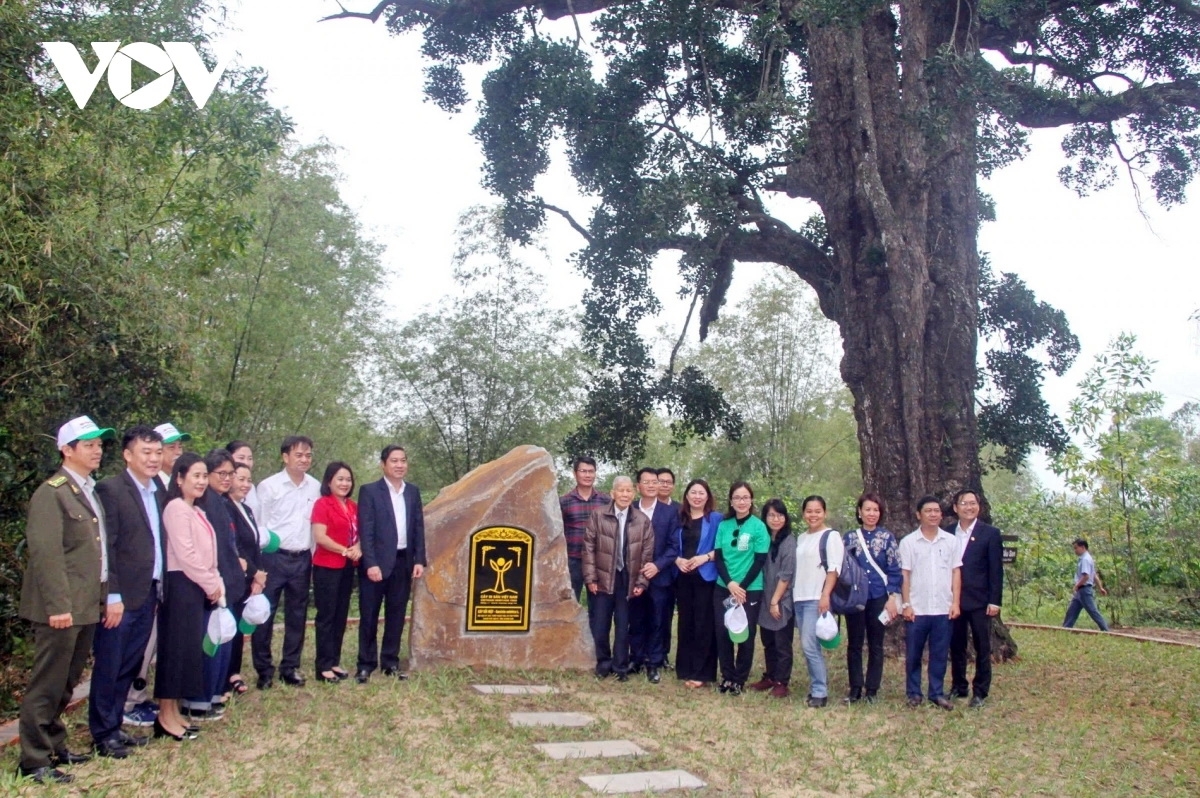 Cây Rỏi Mật hơn 500 tuổi, ở thôn Thạch Tân, xã Tam Thăng, thành phố Tam Kỳ được công nhận Cây Di sản Việt Nam.