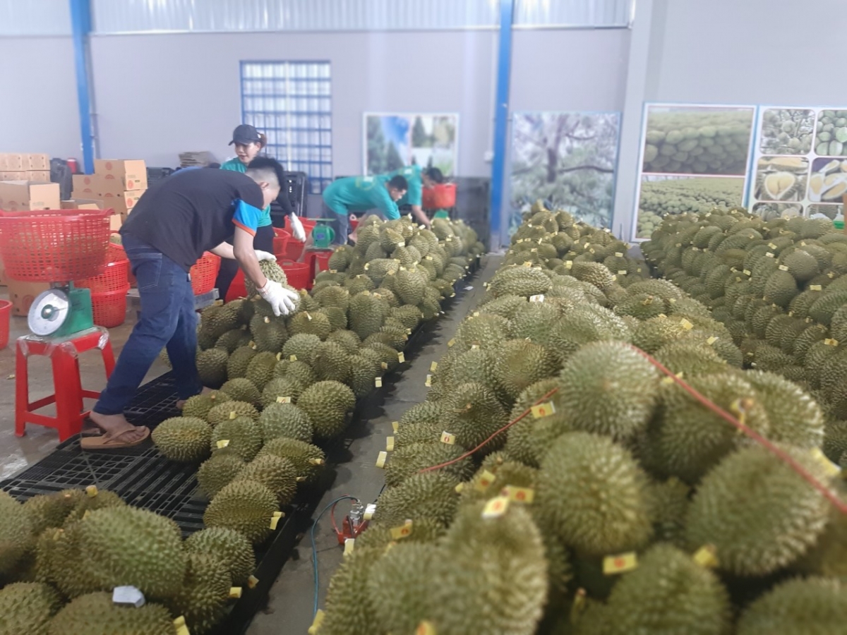 Các doanh nghiệp kinh doanh trái sầu riêng cũng rất lo ngại hàng hóa đến cửa khẩu "nằm chờ".