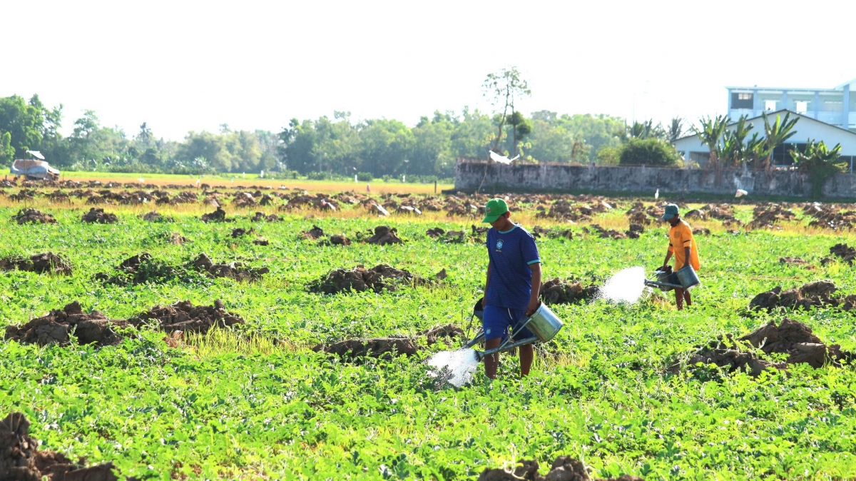 Không chỉ giúp người nông dân giải quyết được áp lực nước tưới tiêu mùa khô hạn, còn tạo được công ăn việc làm và tăng thêm thu nhập cho người dân những lúc nông nhàn. Thời điểm bán được giá, nông dân có thể kiếm từ trên 10 triệu đồng đến trên 20 triệu đồng/công tiền lợi nhuận từ mô hình trồng dưa hấu dưới chân ruộng. Nhiều nông dân cho rằng, trồng dưa hấu rất ít khi bị lỗ vốn, nếu thất mùa cũng kiếm được hòa vốn./.