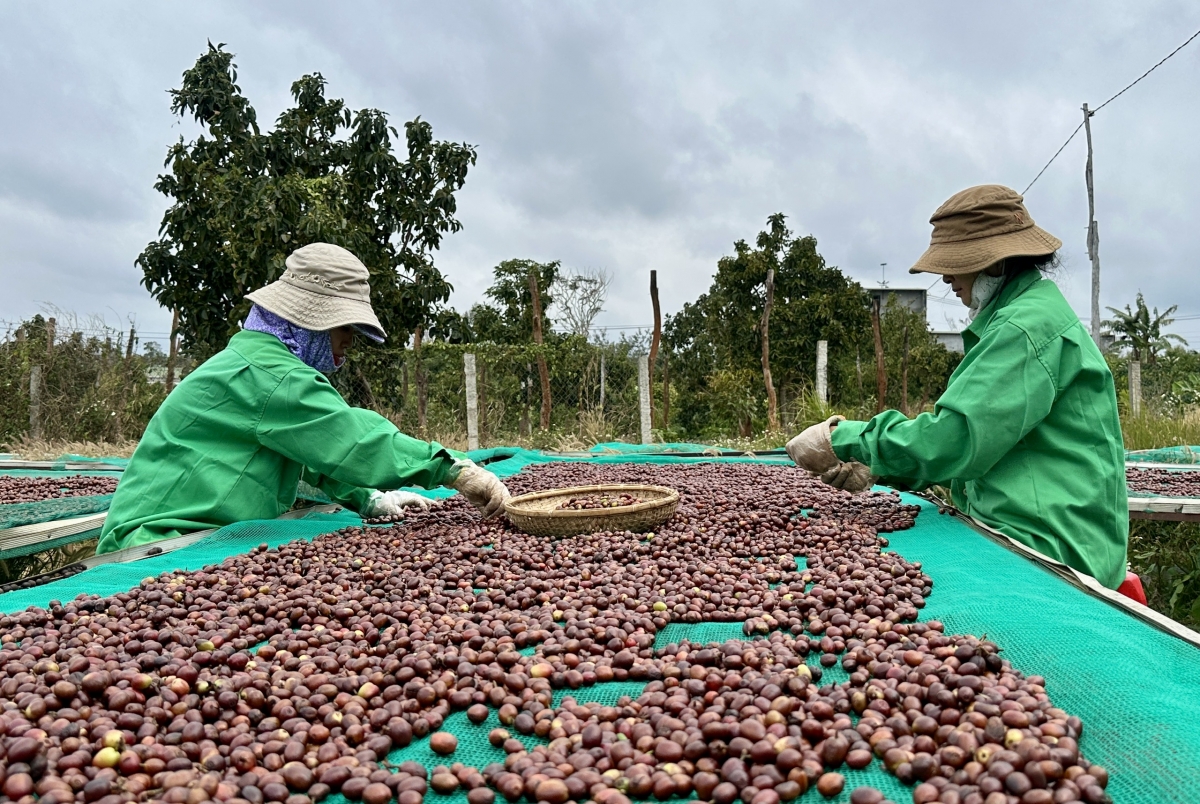 Kơphế dâi lĕm dêi Dak Lak pơtối châ mâu kơchơ tê mơdró kong têa kal vâ ‘nâi plĕng