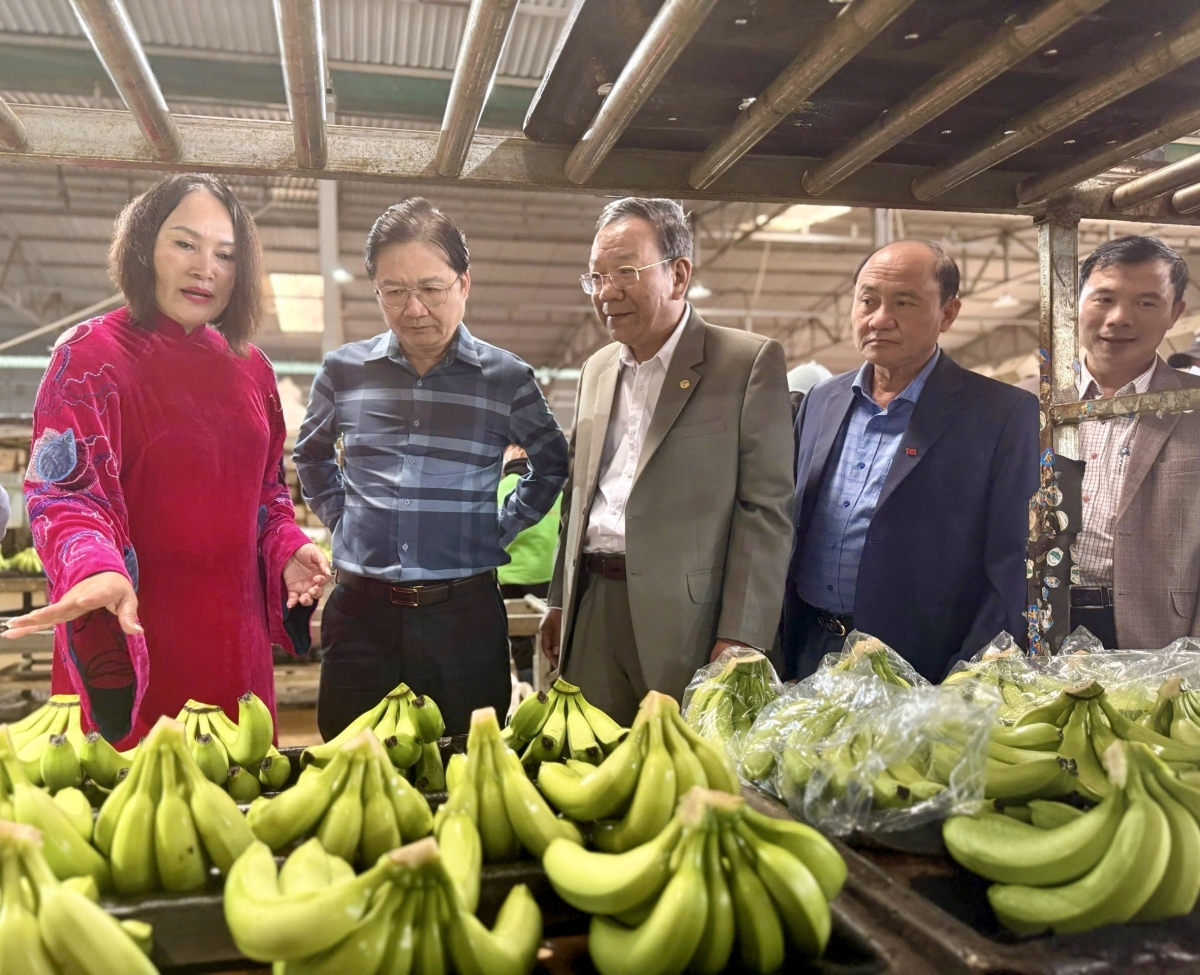 Pakĭng mâu tơmeăm ki pêi mơjiâng ƀă tê mơdró hên môi tiah kơphế, kloăng tiu..., mâu plâi kâ dêi Dak Lak xuân châ mâu kơchơ dêi lâp plâi tơnêi kơdeăn tối cho dâi lĕm