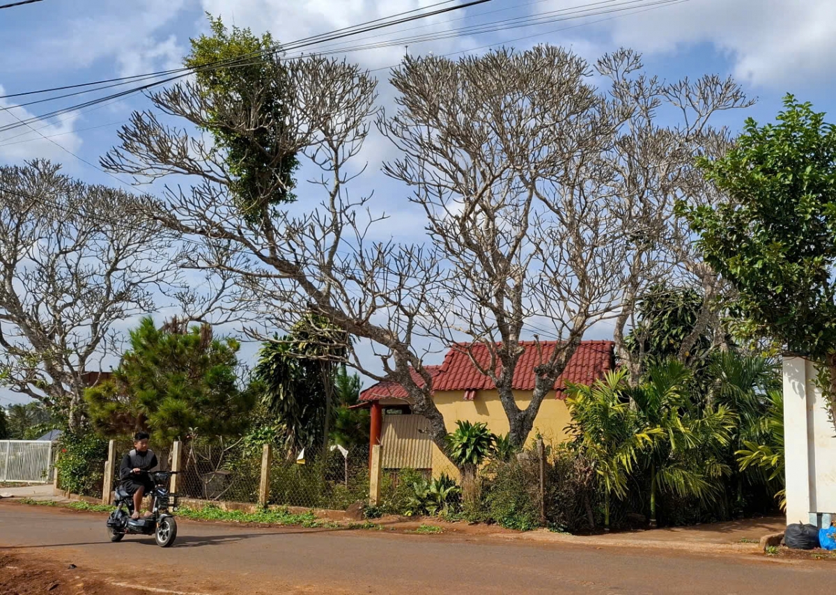 Đình Cao Phong nhìn từ phía trục đường chính của Thôn 3, xã Hòa Thắng