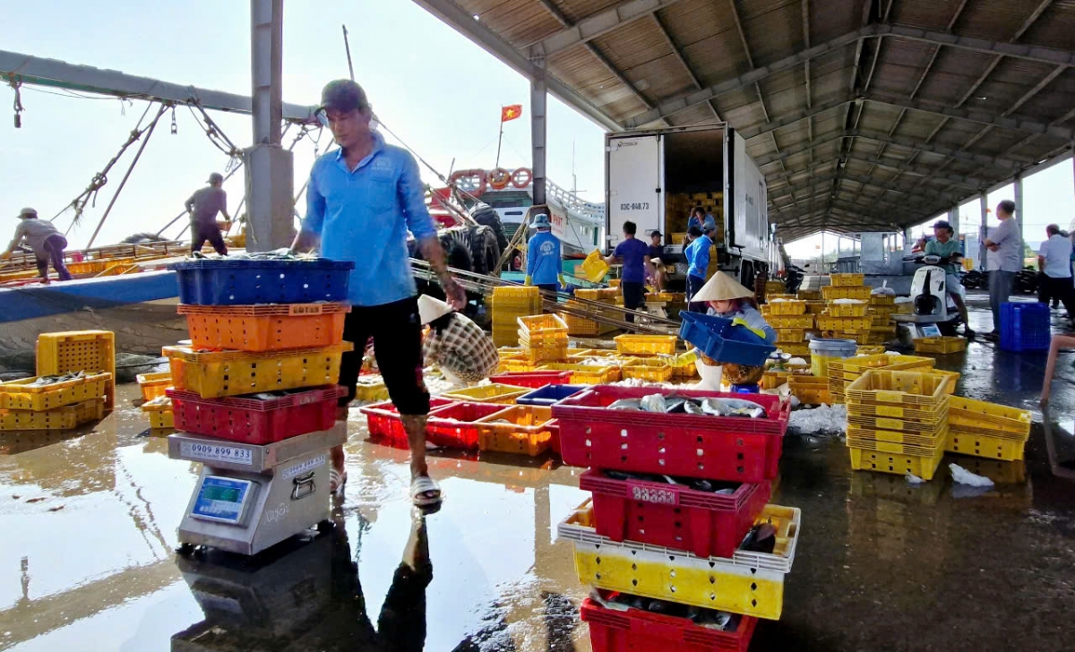Hoạt động tại cảng cá Trần Đề (huyện Trần Đề, Sóc Trăng)