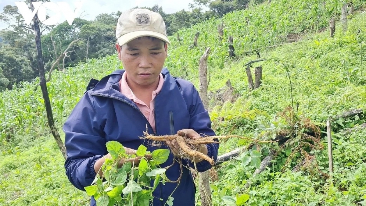 Huyện Tây Giang bước đầu hình thành 2 vùng chuyên canh cây đẳng sâm và ba kích tím.
Ảnh: Tuyết Lê/VOV Miền Trung