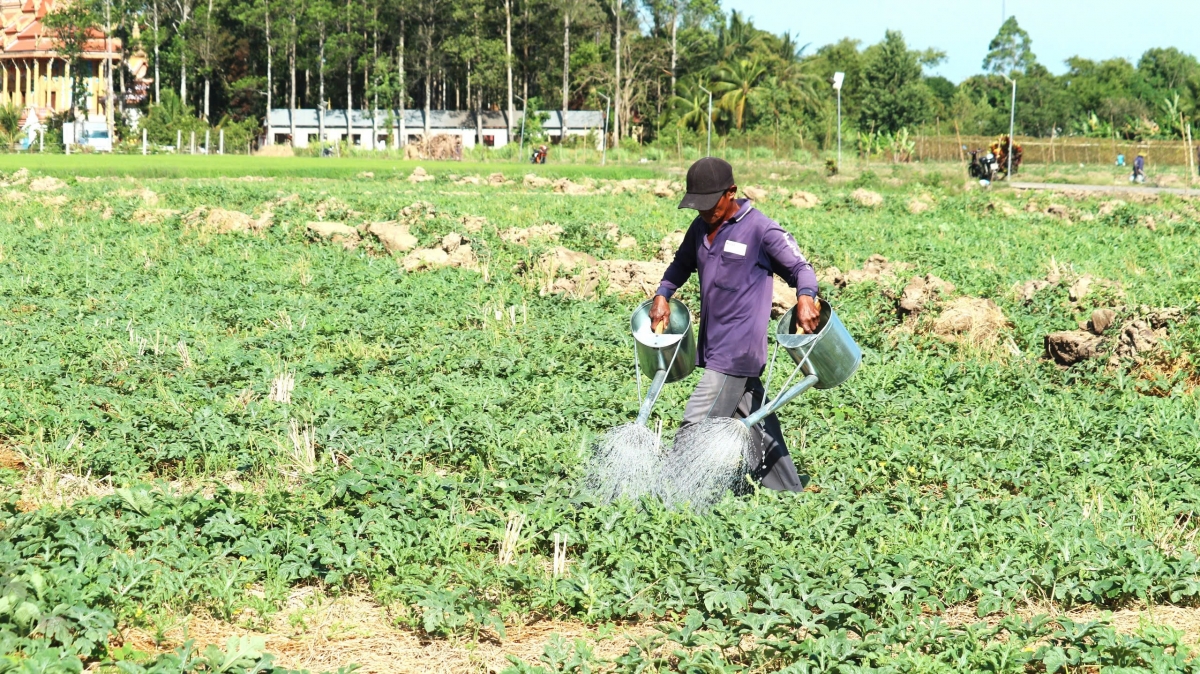 Cánh đồng trồng dưa hấu dưới chân ruộng vào mùa khô ở phường 7, thành phố Sóc Trăng, tỉnh Sóc Trăng