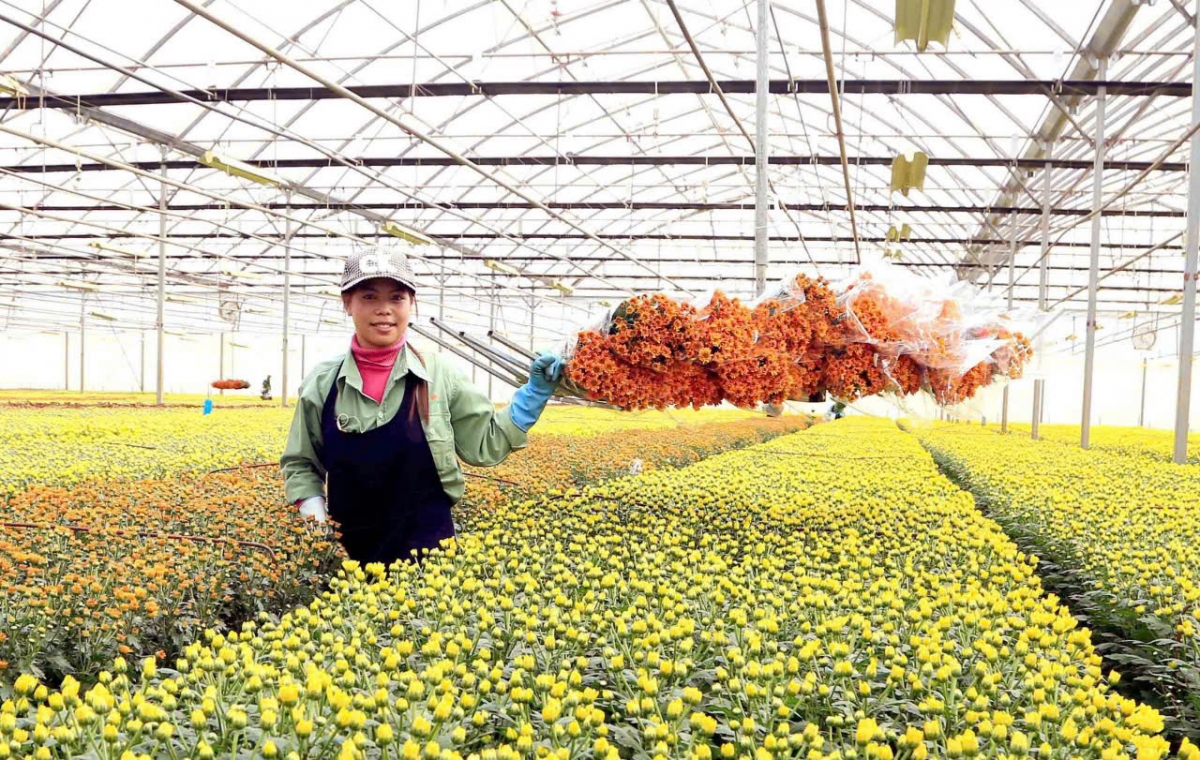 Một mô hình sản xuất hoa theo đơn đặt hàng tại thành phố Đà Lạt, tỉnh Lâm Đồng.