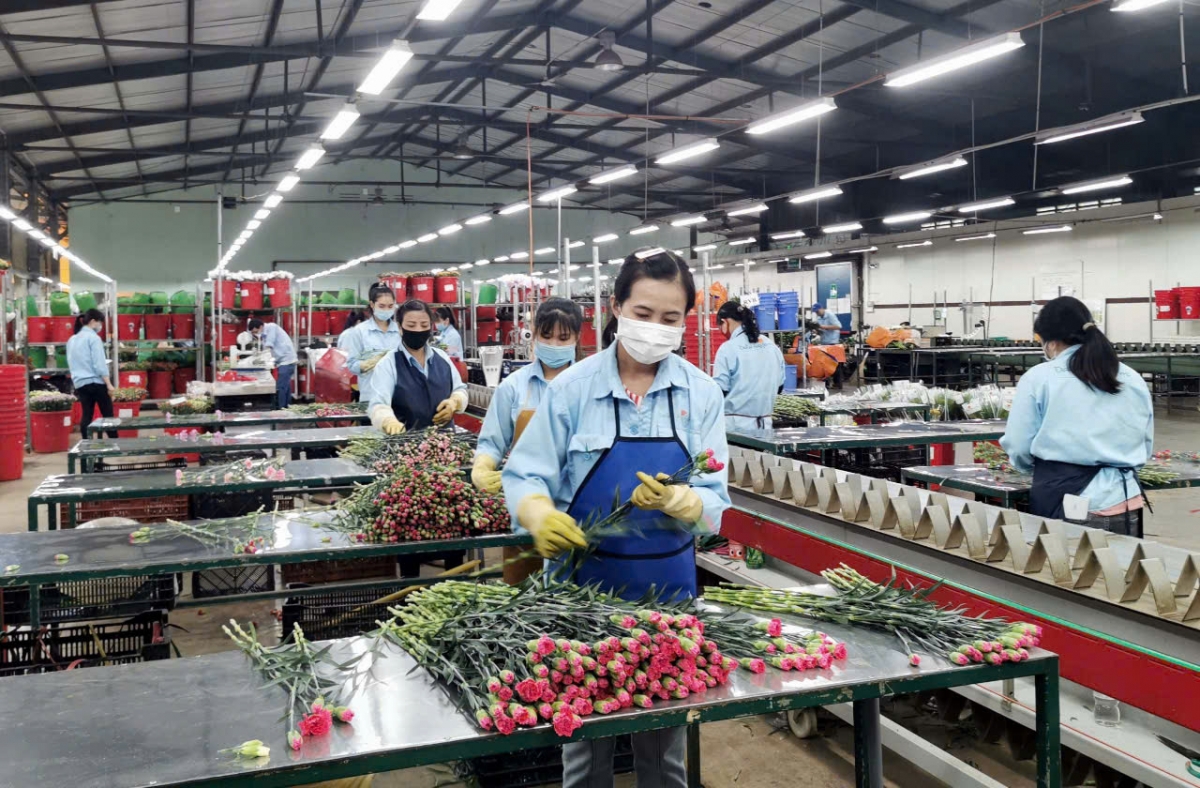 Công nhân đang tuyển chọn, đóng gói sản phẩm hoa tươi xuất khẩu của một doanh nghiệp ở Lâm Đồng.