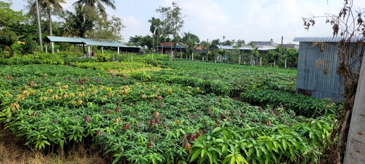 Mô hình sản xuất cây giống ở huyện Chợ Lách đã chủ động được nguồn nước ngọt