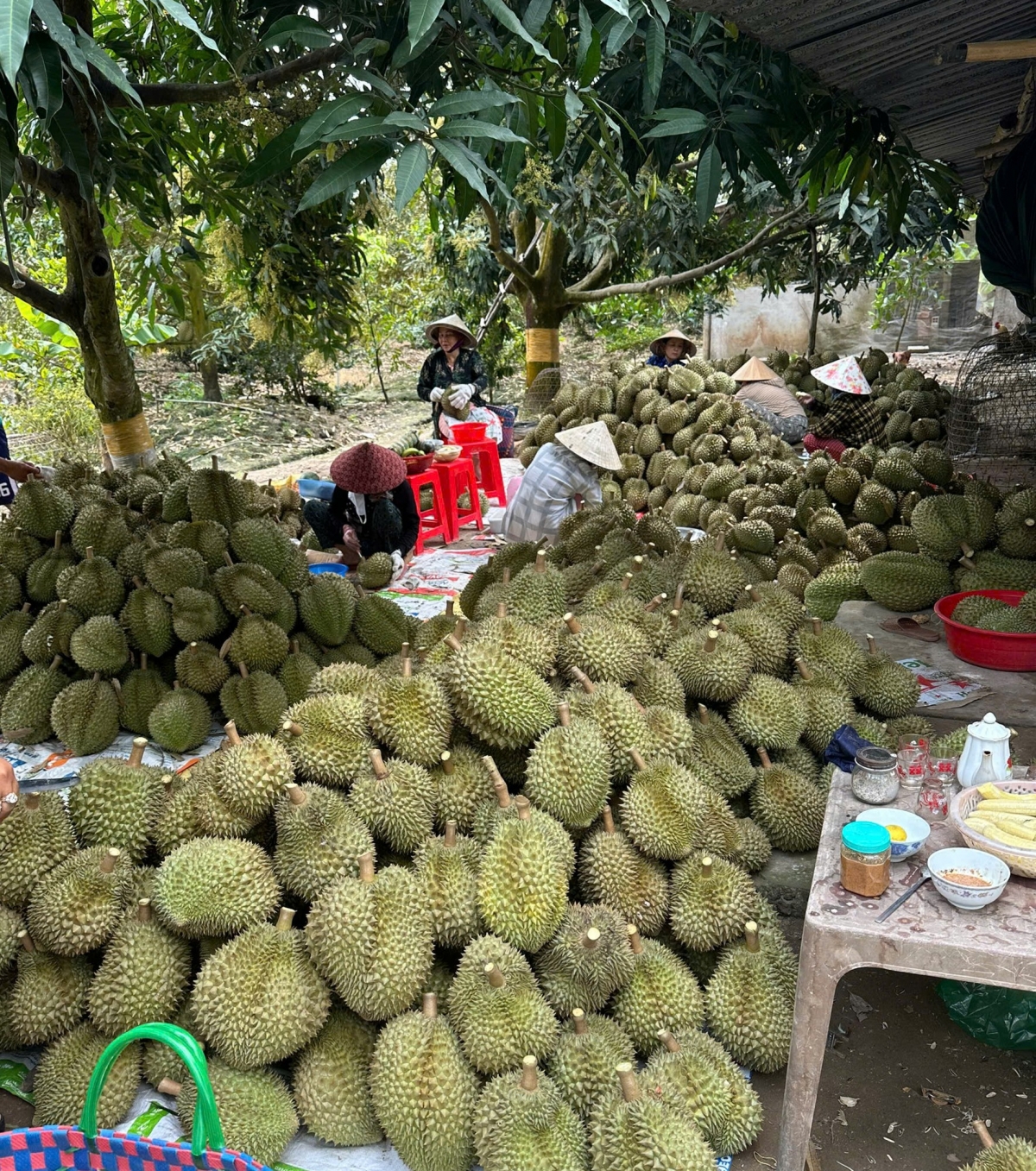 Nhà vườn thu hoạch trái sầu riêng thời điểm này lãi rất ít, thậm chí bị thua lỗ.