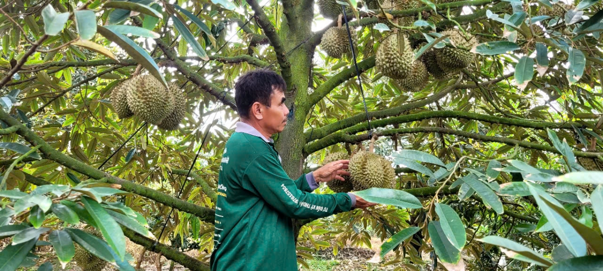 Nhiều vườn sầu riêng ở tỉnh Tiền Giang đến giai đoạn thu hoạch nhưng đầu ra còn khó khăn, giá giảm