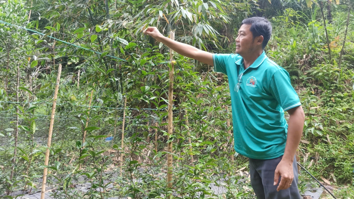 Trồng cây ba kích tím giúp người dân vùng cao huyện Tây Giang thoát nghèo.
Ảnh: Tuyết Lê/VOV Miền Trung