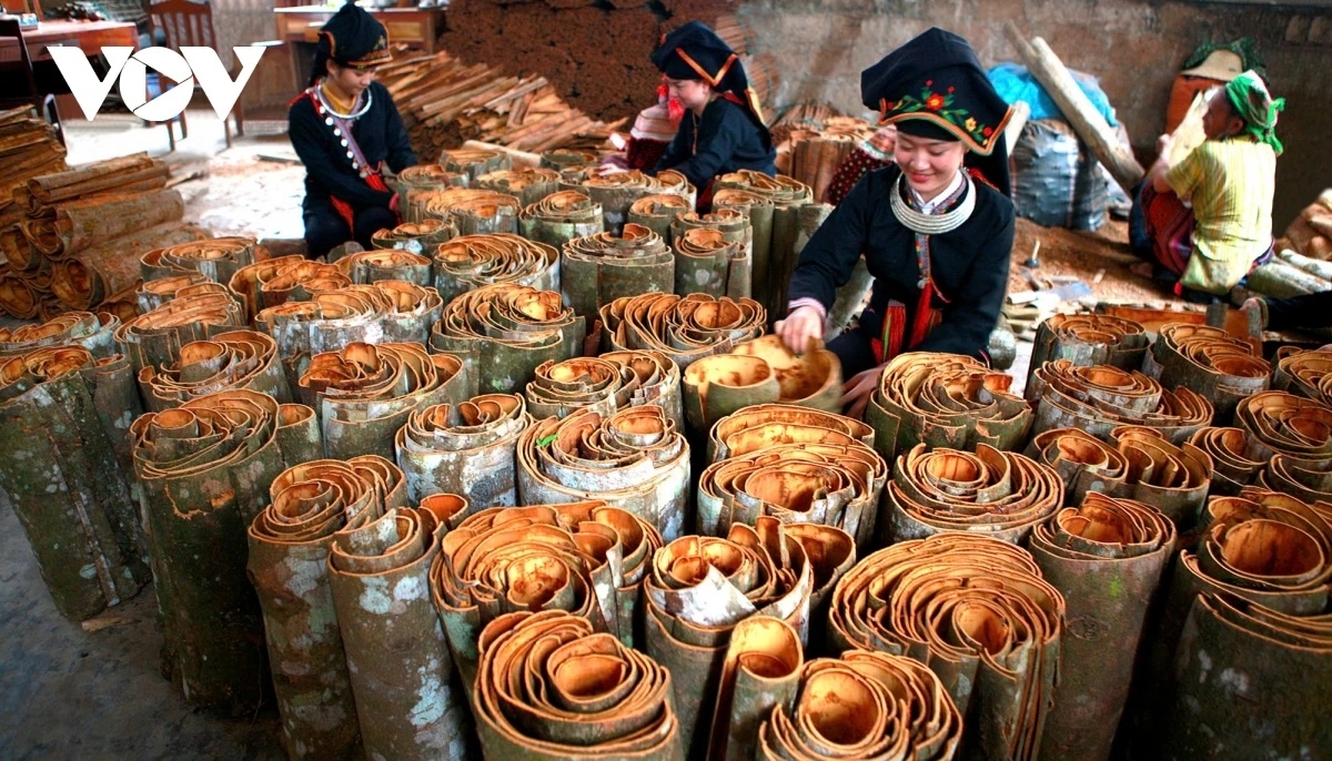 Mùa xuân ấm no trên vùng quế Văn Yên