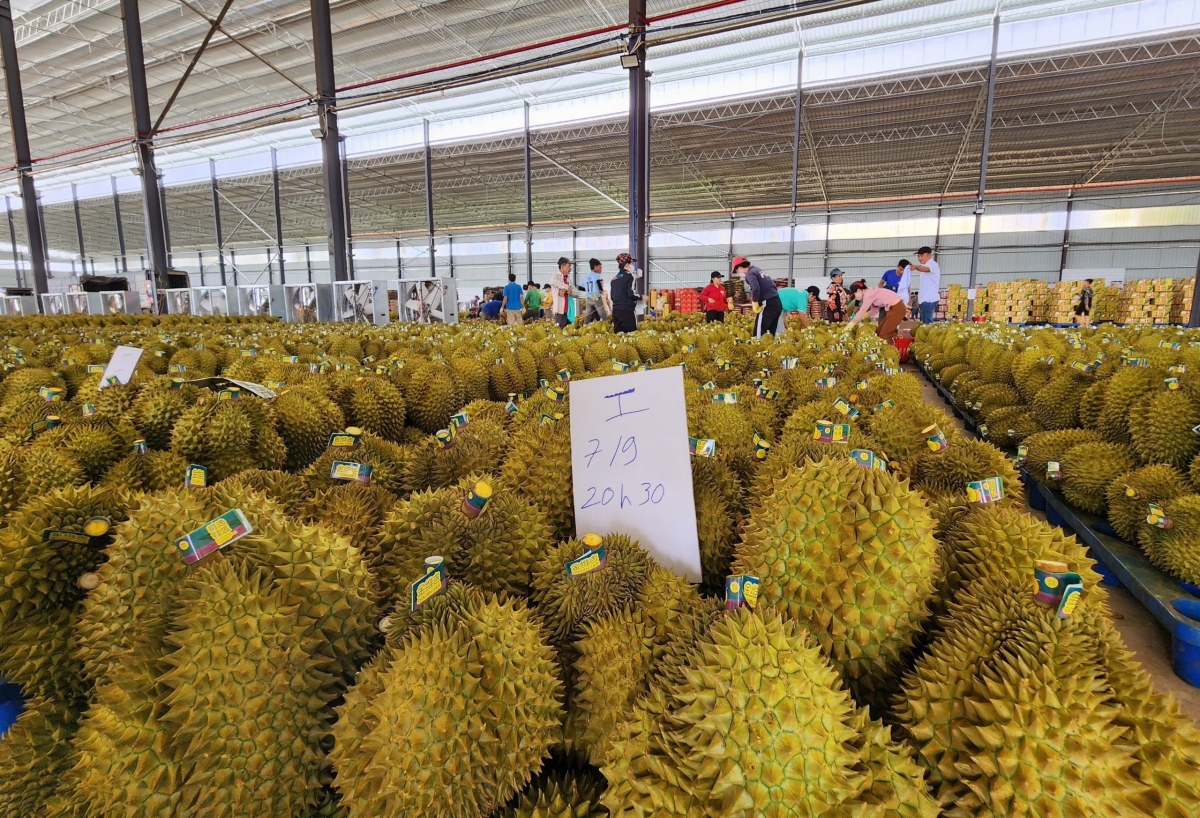 Càr Dak Lăk lam lài bè broă lơh sầu riêng mờ 33 rơbô lồ ù tam, khà geh tàm nam 2024 rơlao 300 rơbô tấn