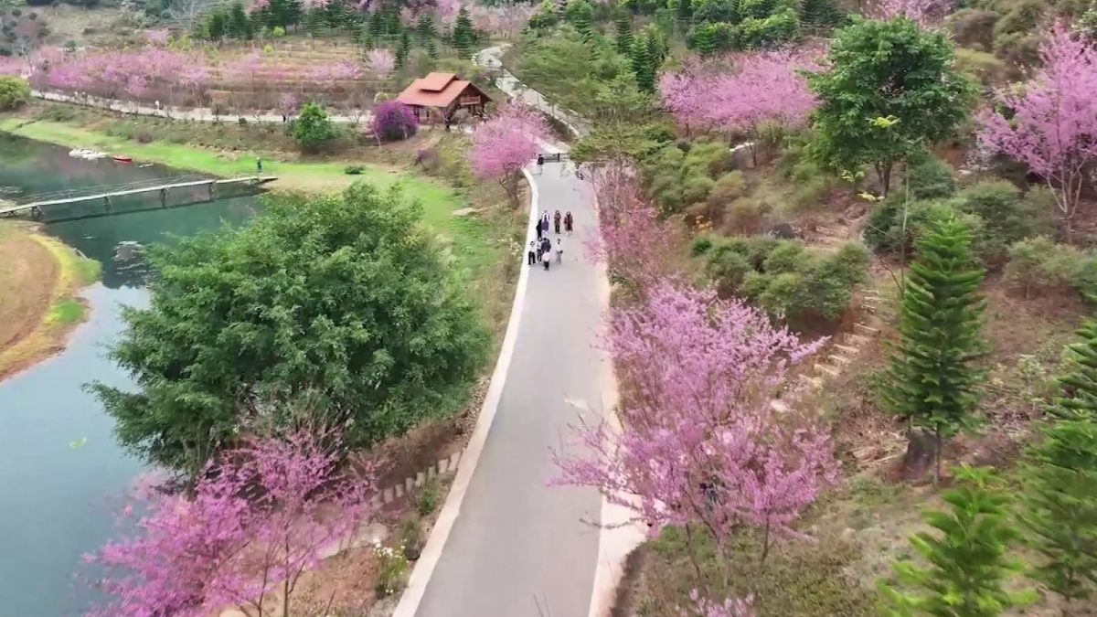 Trải nghiệm Điểm đến thiên nhiên khu vực hàng đầu thế giới tại Mộc Châu.
Ảnh: Lê Hạnh/VOV Tây Bắc