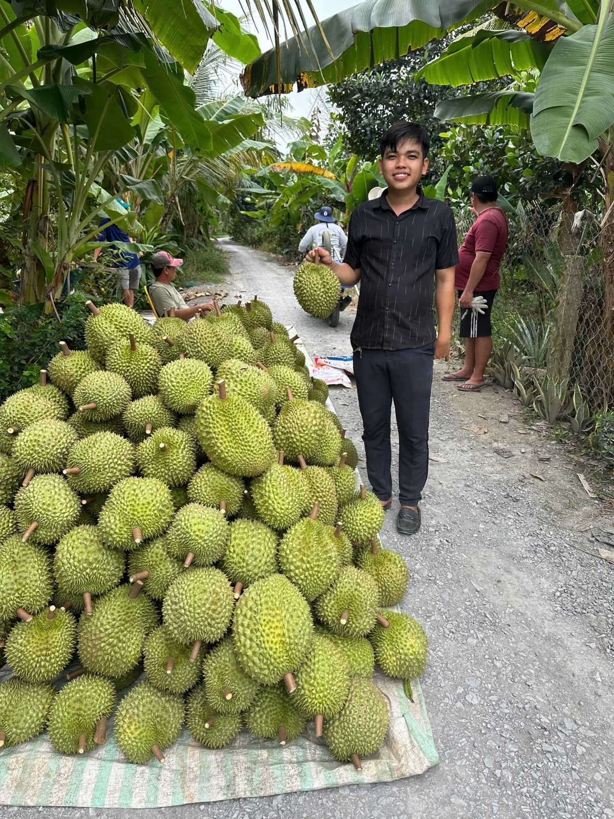 Trái sầu riêng MonThong hiện nay chưa đến 100 nghìn đồng/kg, giảm hơn 50 nghìn /kg so cùng kỳ năm ngoái