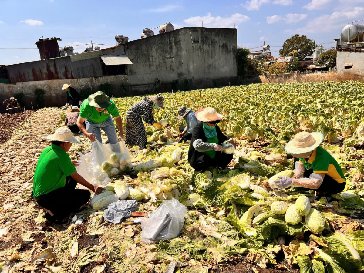 Nông dân Gia Lai buồn bã khi giá rau, củ giảm mạnh