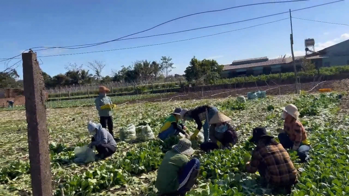 Theo tính toán của nông hộ, rau rớt giá mạnh khiến số tiền thu được chỉ bằng khoảng một nửa chi phí đầu tư