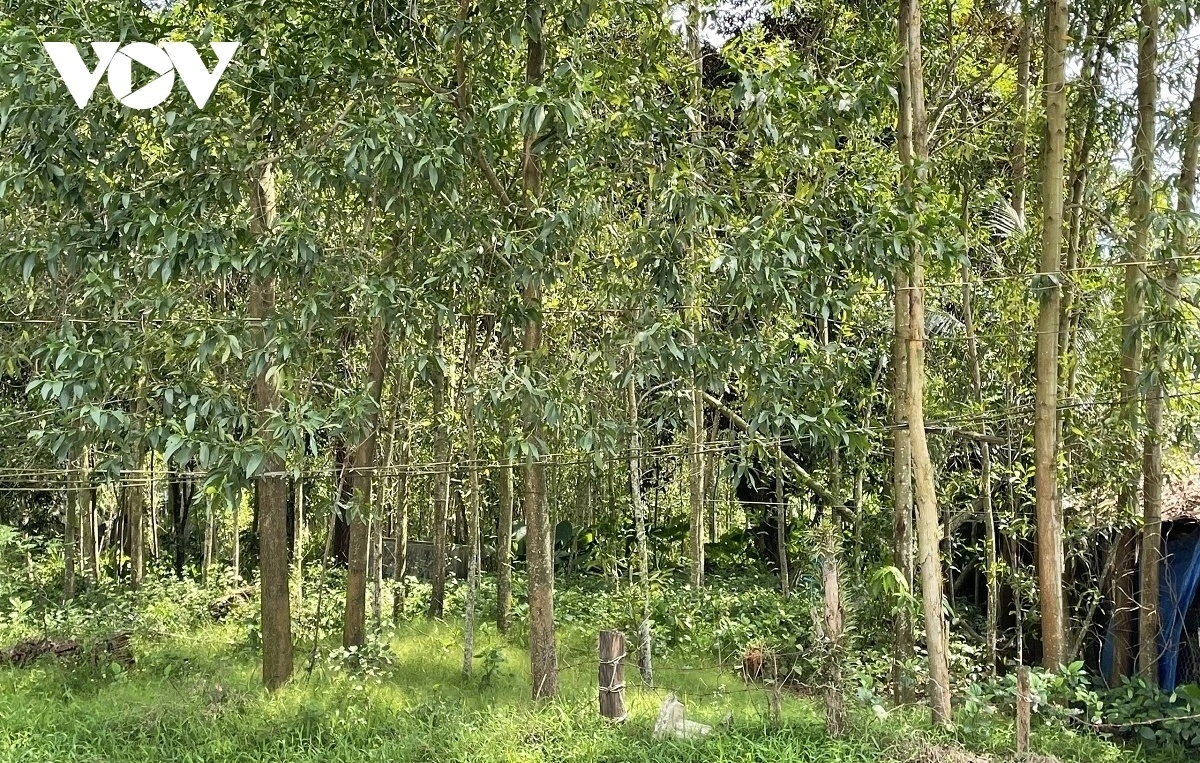 Keo được xem là cây thoát nghèo của đồng bào dân tộc H're ở huyện Ba Tơ, tỉnh Quảng Ngãi