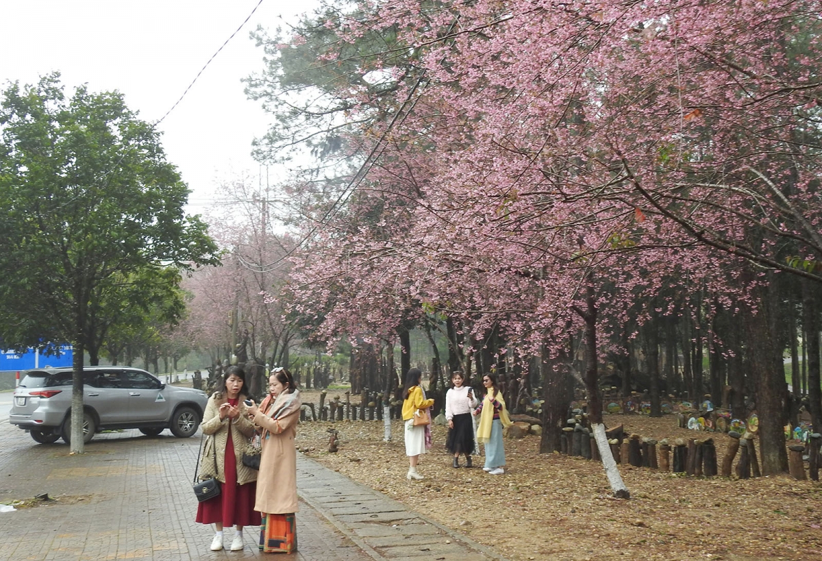 Bơkào Mai Anh Đào Măng Đen nen gơ gơs mat kă bro gơ hòi gơ kà năc lòt nhơl