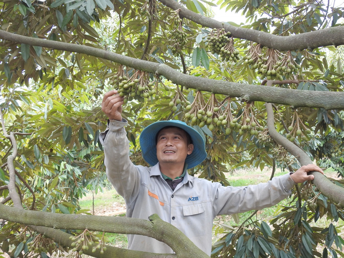 Túa pêt sầu riêng a kơpong tơkăng kong cheăm Rờ Kơi, tơring Sa Thầy, kong pơlê Kon Tum