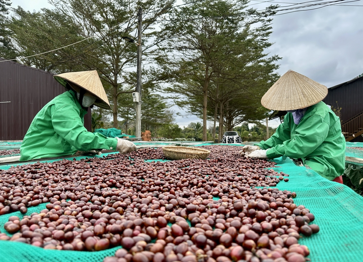 Dak Lak rế hía rế ngăn khât tơdroăng pêt kơphế ki dâi lĕm, kơphế ki xú hŏm
