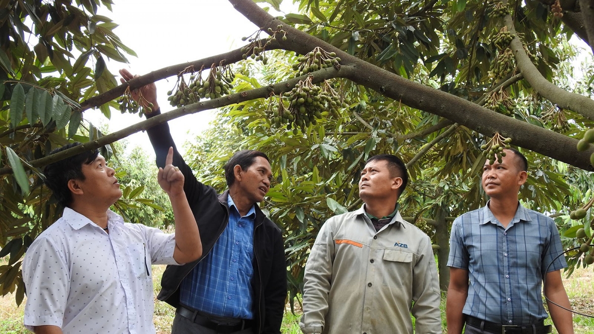 Nhờ định hướng đúng của tổ chức Đảng ở xã Rờ Kơi khuyến khích nhân rộng mô hình trồng cây sầu riêng xuất khẩu, đến nay đời sống của người dân địa phương không ngừng tăng lên