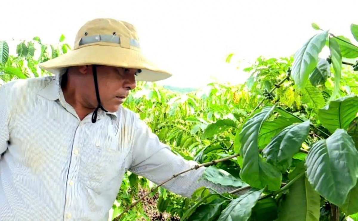 Đảng viên sùm là cau lam bồ, lơh krơh tàm tam gơl rơndăp chi tam