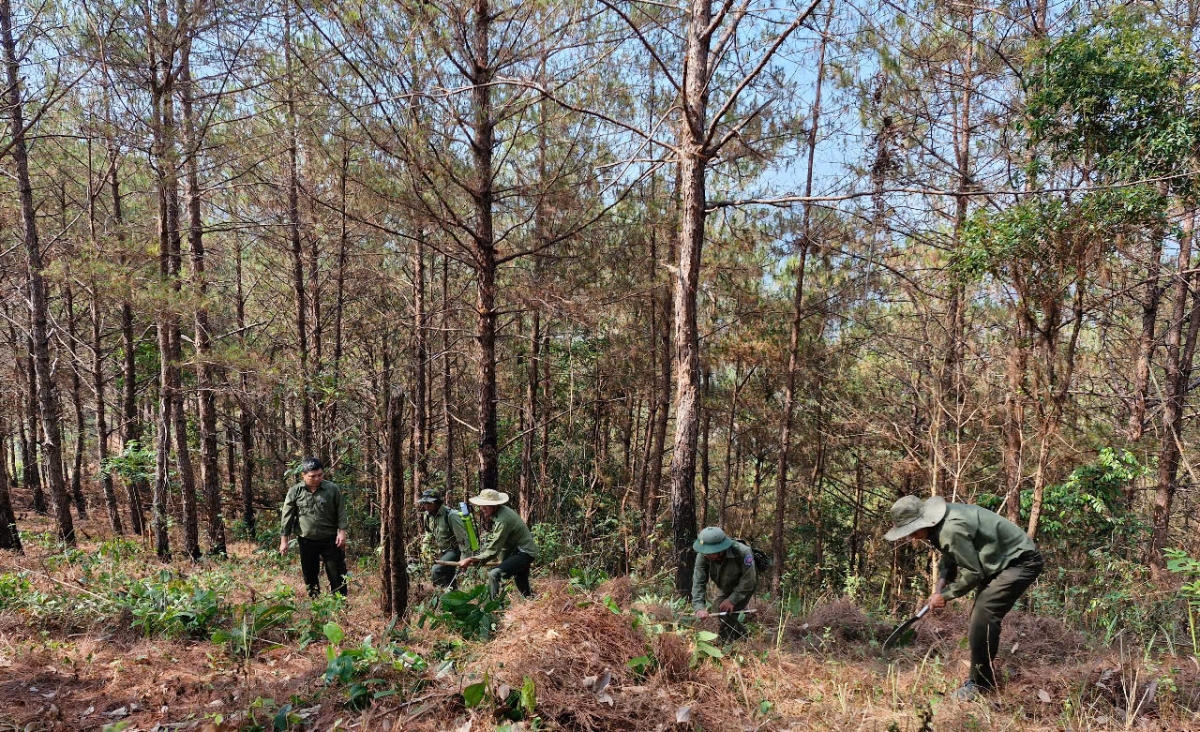 
Ală cau lơh broă sền gàr brê tàm Mpồl atbồ brê rcang gàr lài bồ tô dà Ialy gam koh wàs rŭ rơm tàm  Tiểu khu 239 (Rùp: Nguyễn Thảo)