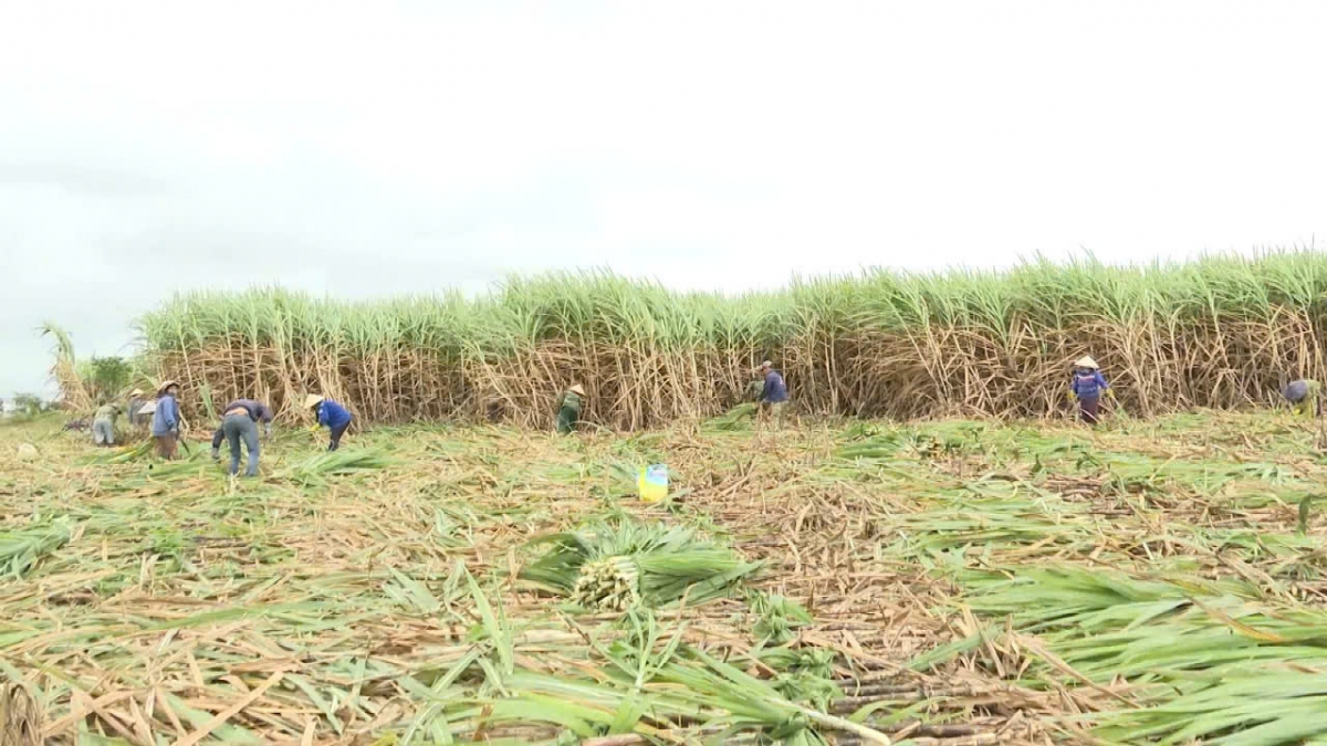 
Kon pơlei jang chŭn mir Hơlĕch Gia Lai koh iŏk kơtao sơnăm jang 2024 -2025