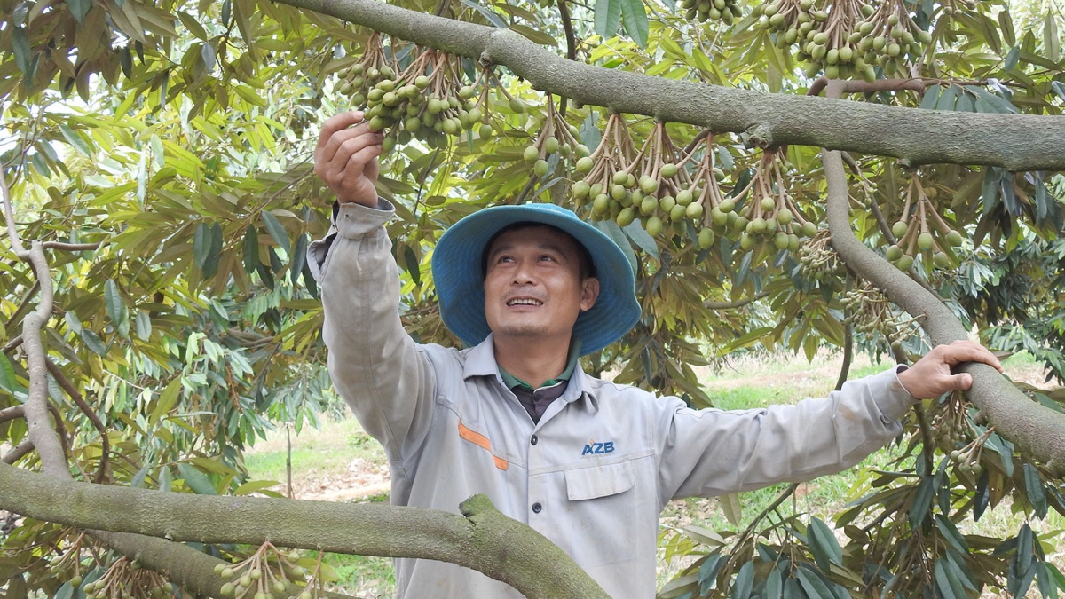 Mô hình trồng sầu riêng ở vùng biên giới xã Rờ Kơi, huyện Sa Thầy, tỉnh Kon Tum.
 Ảnh: Nguyễn Khoa Điềm/VOV Tây Nguyên