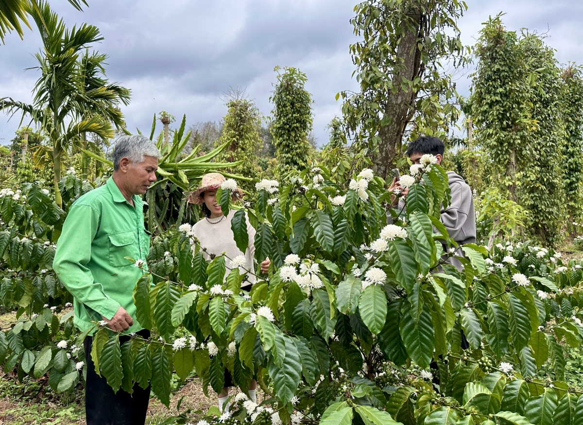 Kuăn pơlê tơngah Po mơđah tơbleăng kơphế kô djâ mâu tơdroăng tơƀrê tro