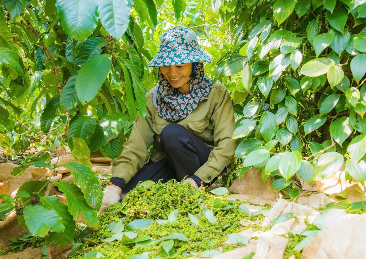 Giă tiêu ơm tàm khà jơnhoa neh dong làng bol càr Dăk Lăk iang nùs bơcri tai lơh gơlik