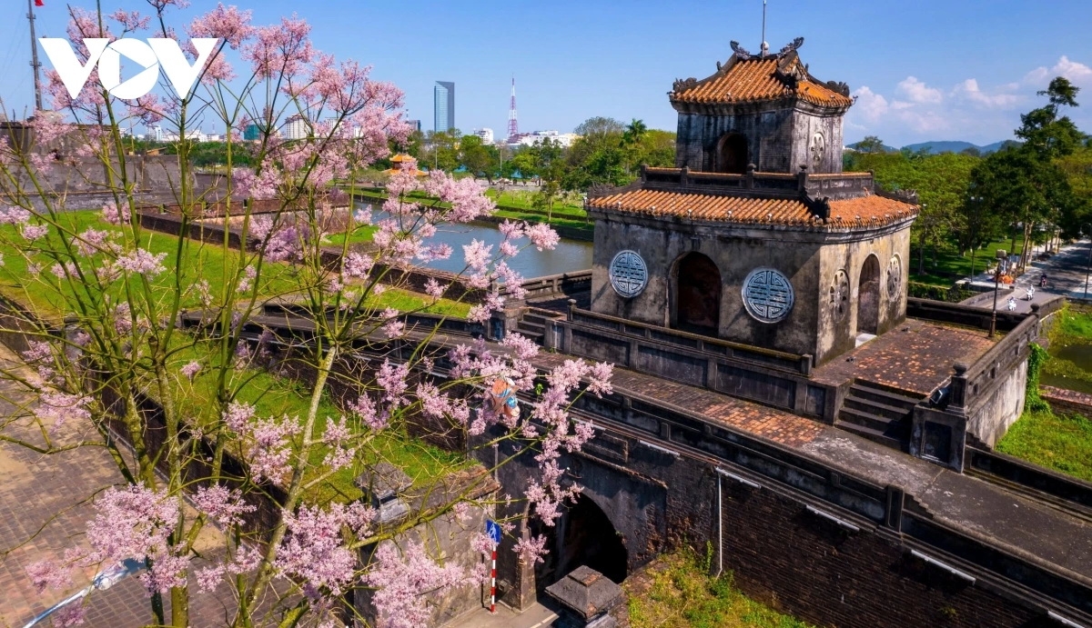 Cứ mỗi độ tháng 4 những cây ngô đồng ở Huế bắt đầu trổ bông tạo nên khung cảnh vừa yên bình, vừa thơ mộng, tô điểm cho vẻ đẹp của "Xứ Thơ".