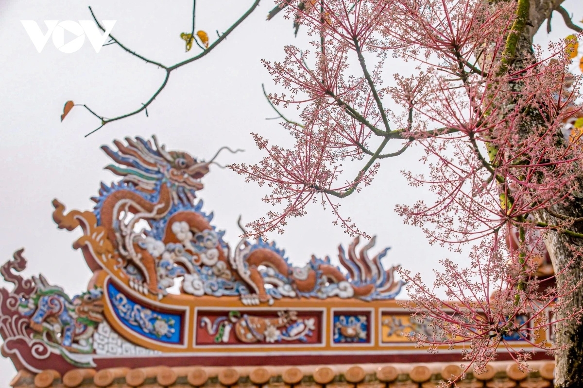 Ngô đồng vốn được mệnh danh là loài hoa cung đình gắn với hình ảnh vương triều nhà Nguyễn tại Huế