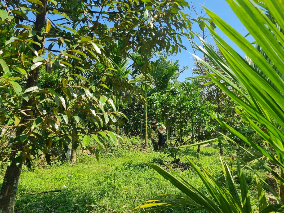 Thực hiện chương trình xây dựng nông thôn mới, các địa phương đang tập trung cho mô hình liên kết chuỗi trong sản xuất nông nghiệp. Trong ảnh là một mô hình liên kết vườn ở Tiên Phước. Ảnh: DIỄM LỆ
