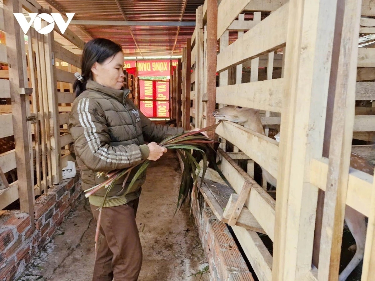 Ngày càng nhiều bà con Cơ Tu đầu tư nuôi hươu sao lấy nhung